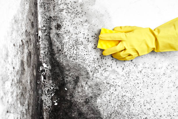 Crawl Space Mold Removal in East Rockingham, NC