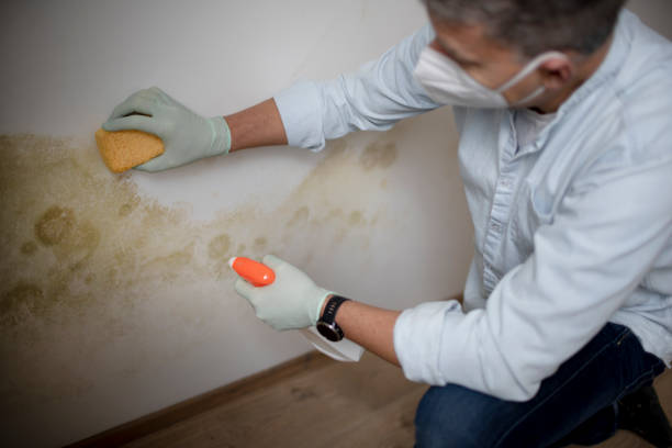 Best Crawl Space Mold Removal  in East Rockingham, NC