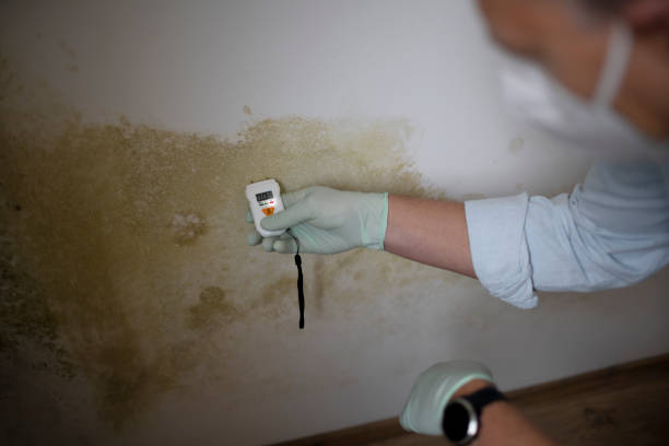 Best Mold Remediation  in East Rockingham, NC