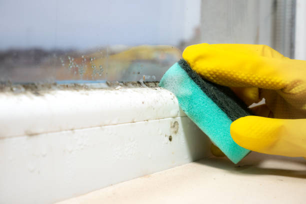 Best Best Mold Removal Companies  in East Rockingham, NC