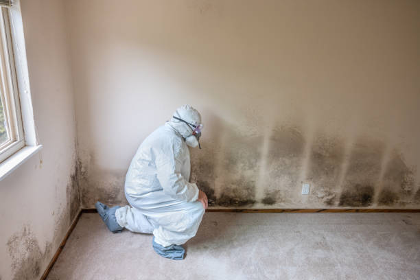 Best Mold Damage Repair  in East Rockingham, NC