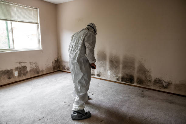 Best Emergency Mold Removal  in East Rockingham, NC