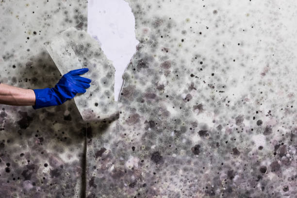 Best Toxic Mold Removal  in East Rockingham, NC