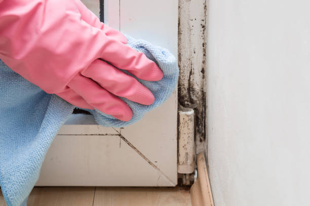 Best Mold Testing  in East Rockingham, NC